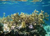 Talli aggregati su uno scoglio in prossimità della superficie (foto M. Catra)
